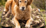 DRYUP Warmup Blanket Hundedecke, camouflage