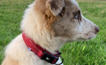 Hurtta Casual Hundehalsband, preiselbeere