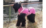 Jumppa Pomppa Calluna Hundepullover, violett