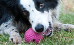 Rogz Hundeball Gumz